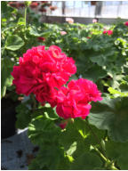 Dronning Margrethe Pelargonie