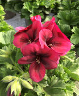 Dark Red Pelargonie