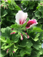 Elegance Bravo Pelargonie