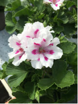 Elegance White Pelargonie